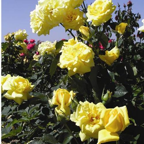 Sárga - teahibrid rózsa
